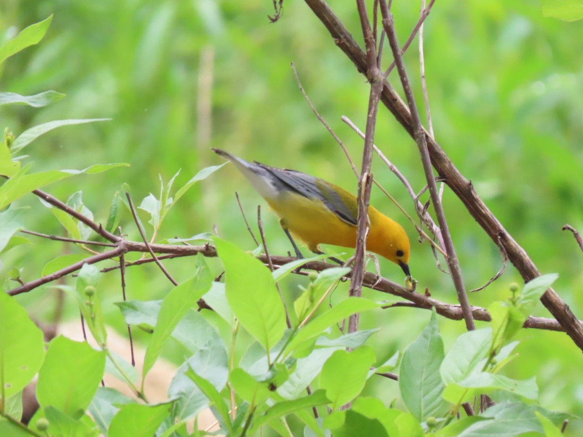 Prothonotary Warbler - ML619669844