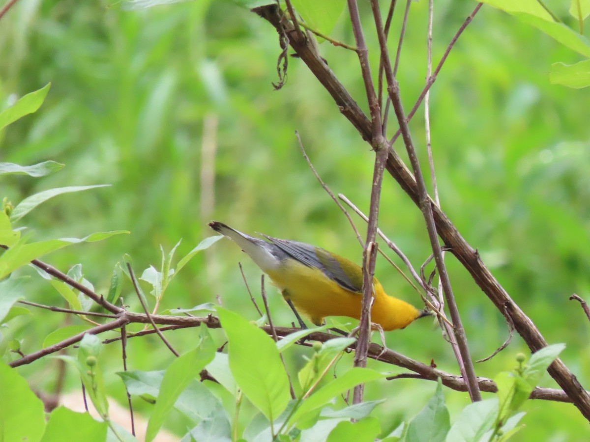 Prothonotary Warbler - Aarzu Maknojia