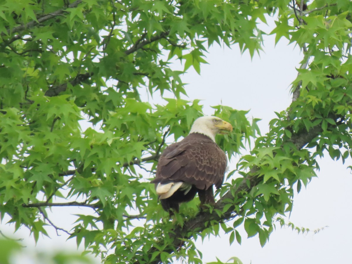 Bald Eagle - Aarzu Maknojia