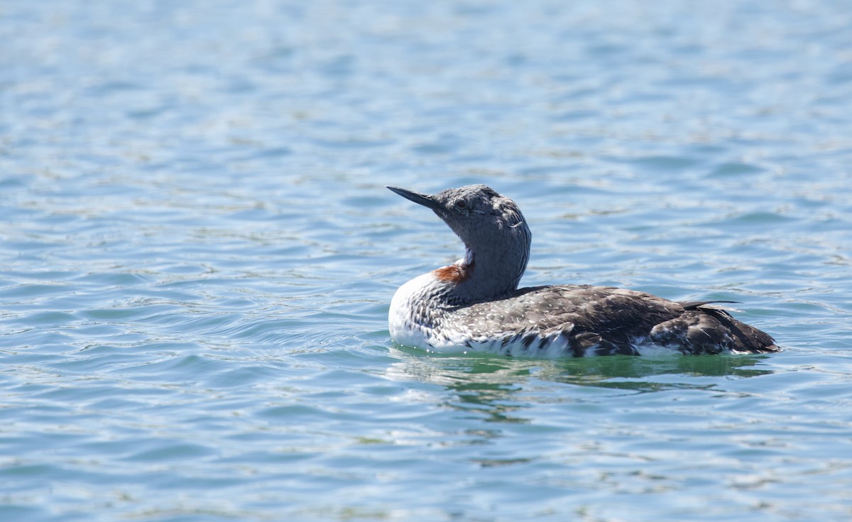 Red-throated Loon - Will Sweet