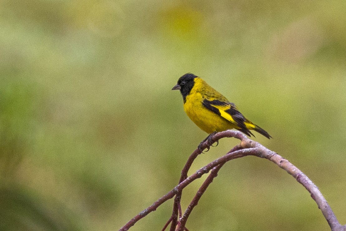 Hooded Siskin - ML619669865