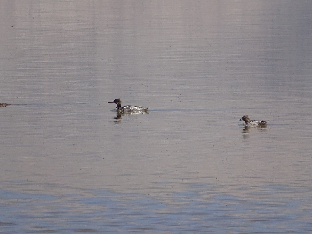 Red-breasted Merganser - Chris Howard