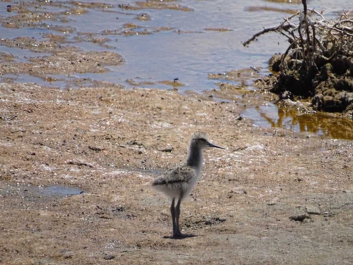 Avoceta Americana - ML619669874