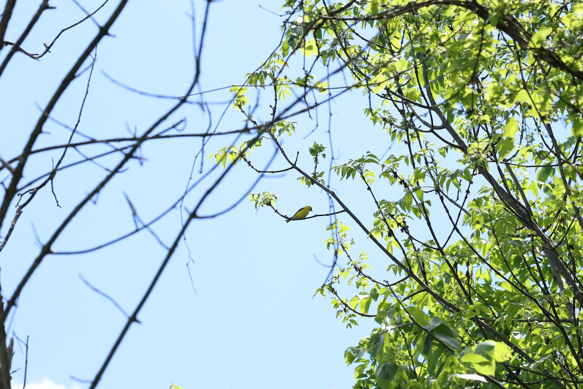 American Goldfinch - Marie Provost