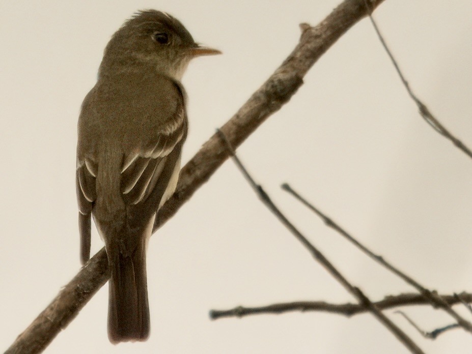 Eastern Wood-Pewee - Roger Chenier