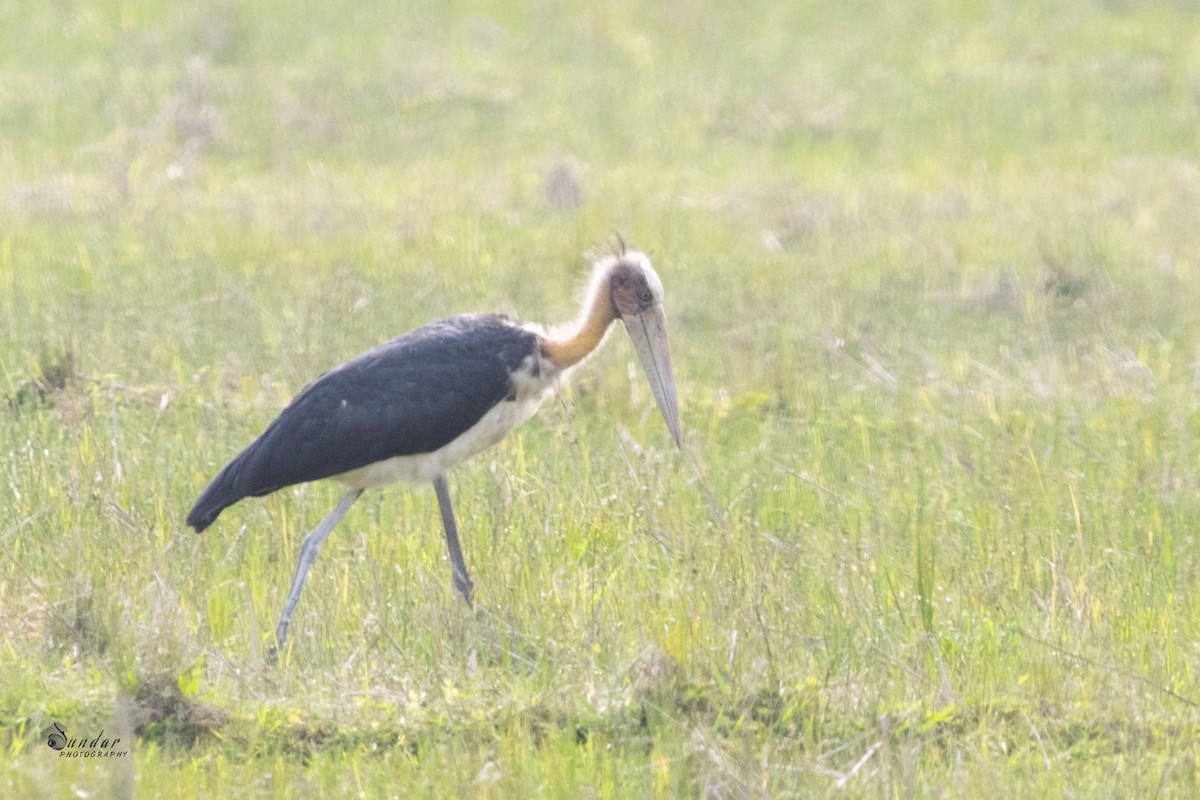 Lesser Adjutant - ML619669891