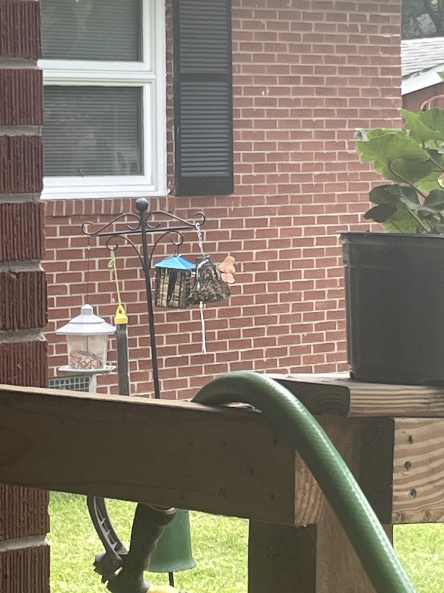 Brown Thrasher - Krista Morisen