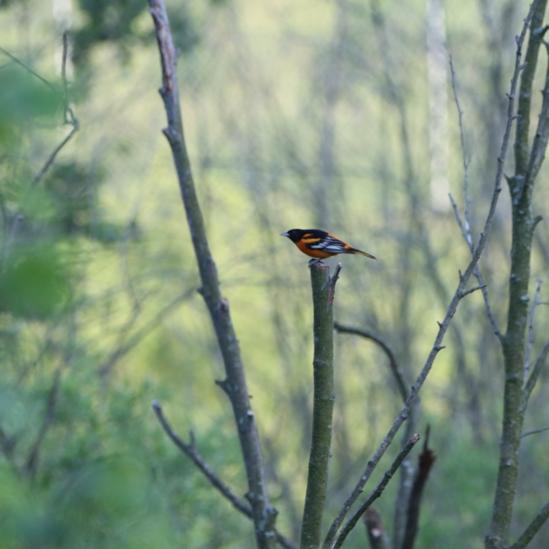 Baltimore Oriole - Leslie Steinberger