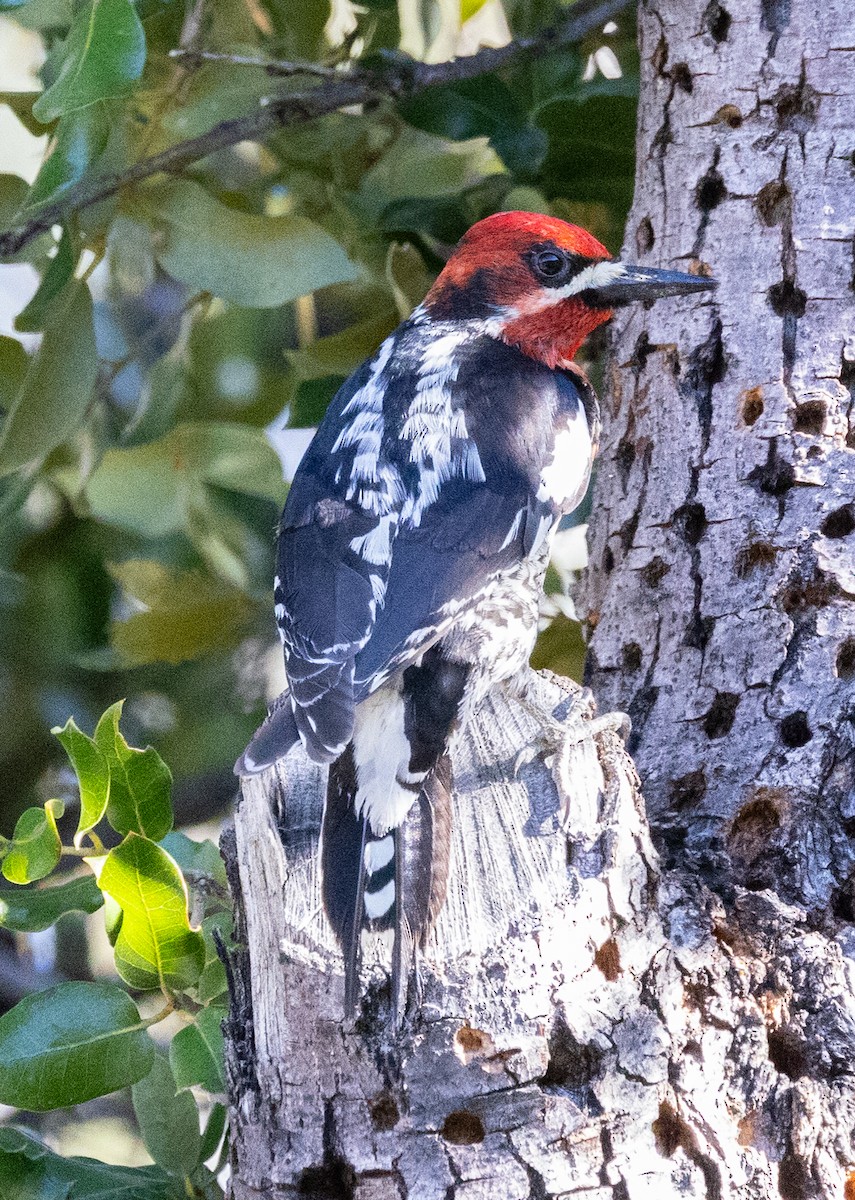 Red-breasted Sapsucker - ML619669912