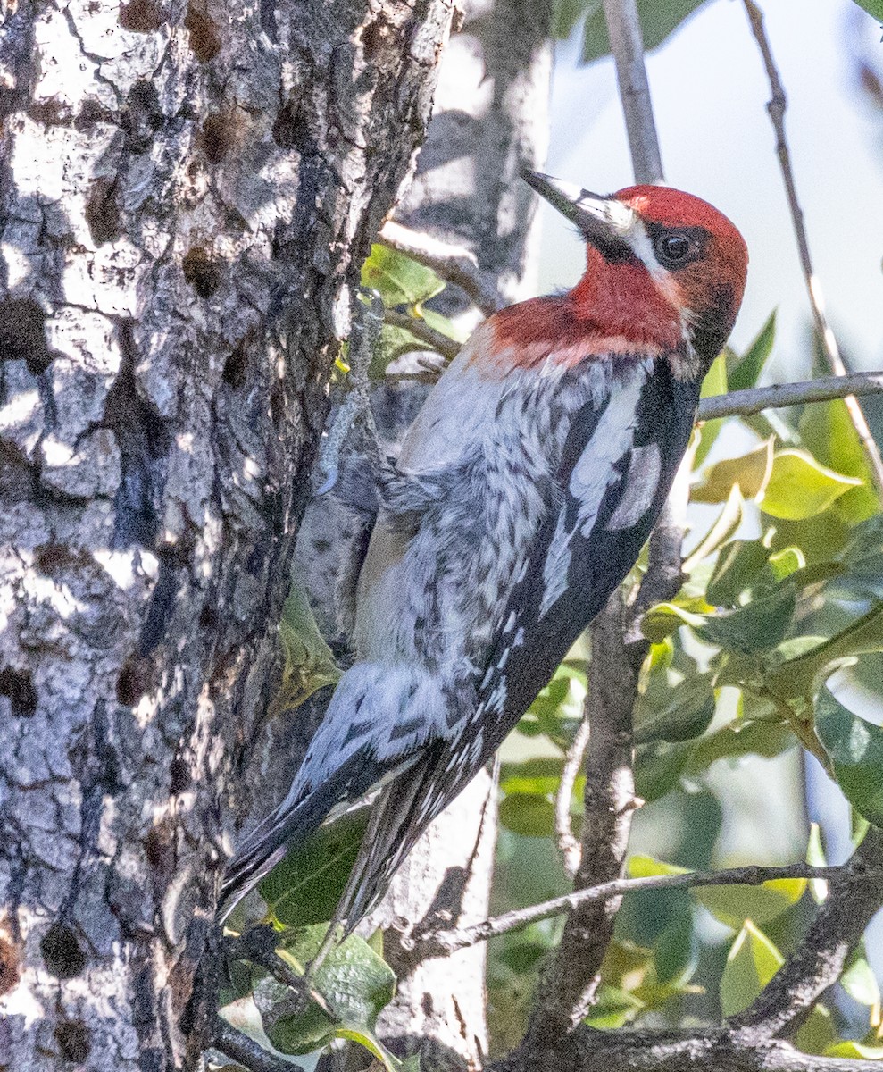 Red-breasted Sapsucker - ML619669913