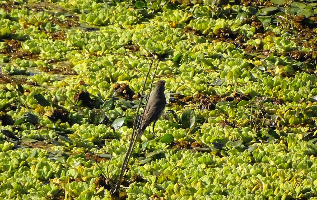 Dark-faced Ground-Tyrant - ML619669918