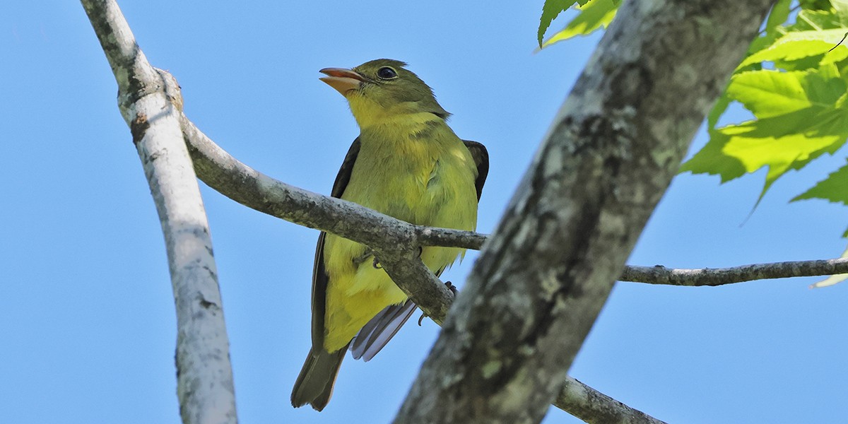 Scarlet Tanager - Ed Kaminski