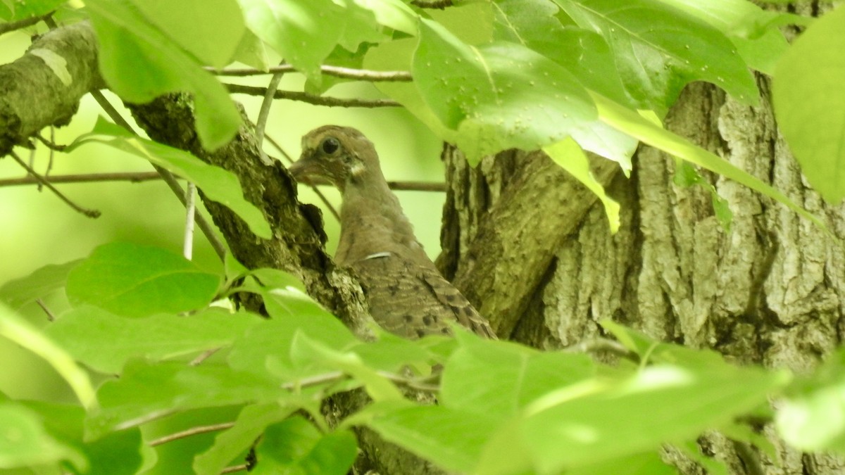 Mourning Dove - Keith Eric Costley