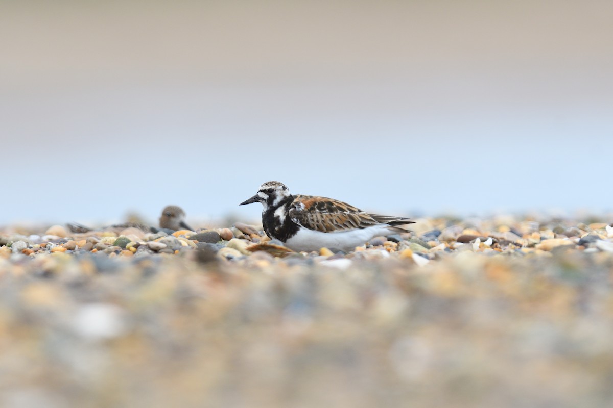 Алаг хайргач - ML619669941