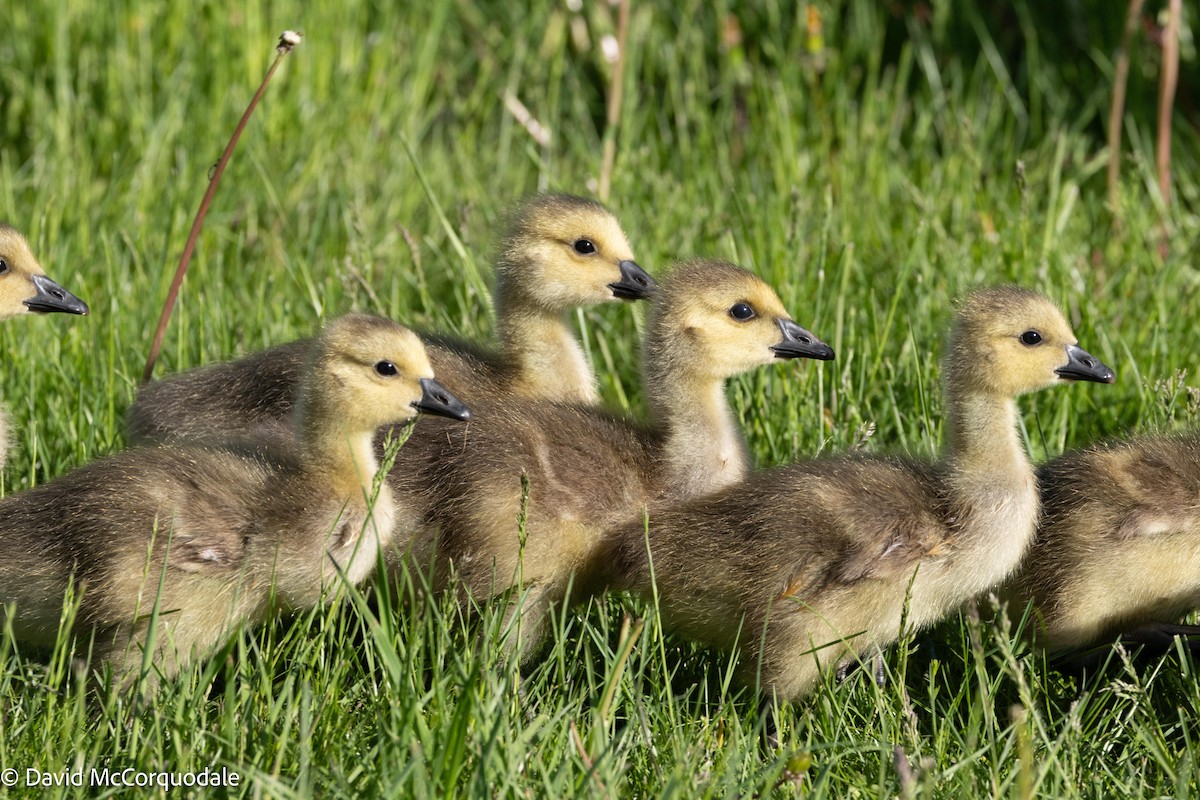 Canada Goose - ML619669958