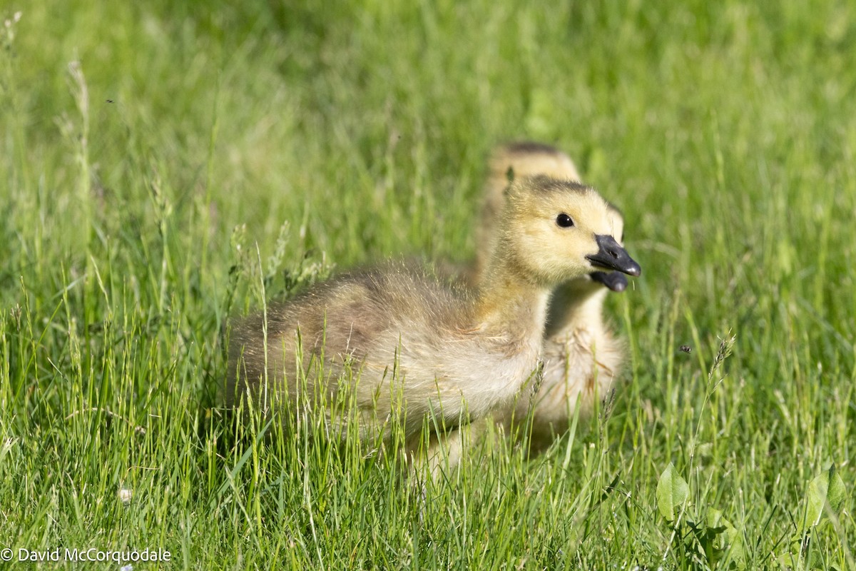 Canada Goose - ML619669961