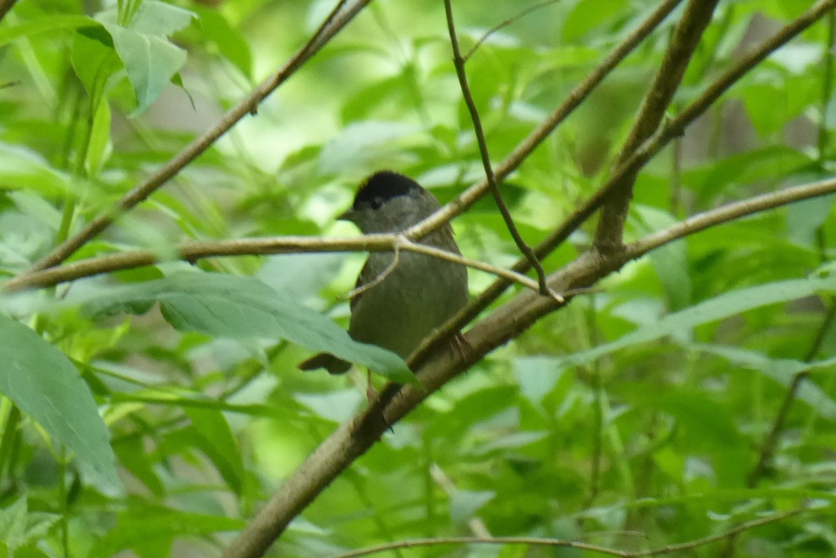 Golden-crowned Sparrow - Lane Epps