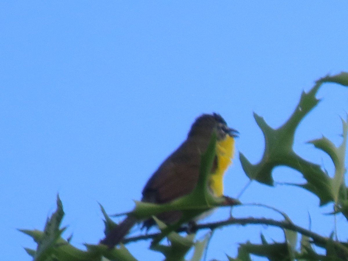 Yellow-breasted Chat - Aarzu Maknojia