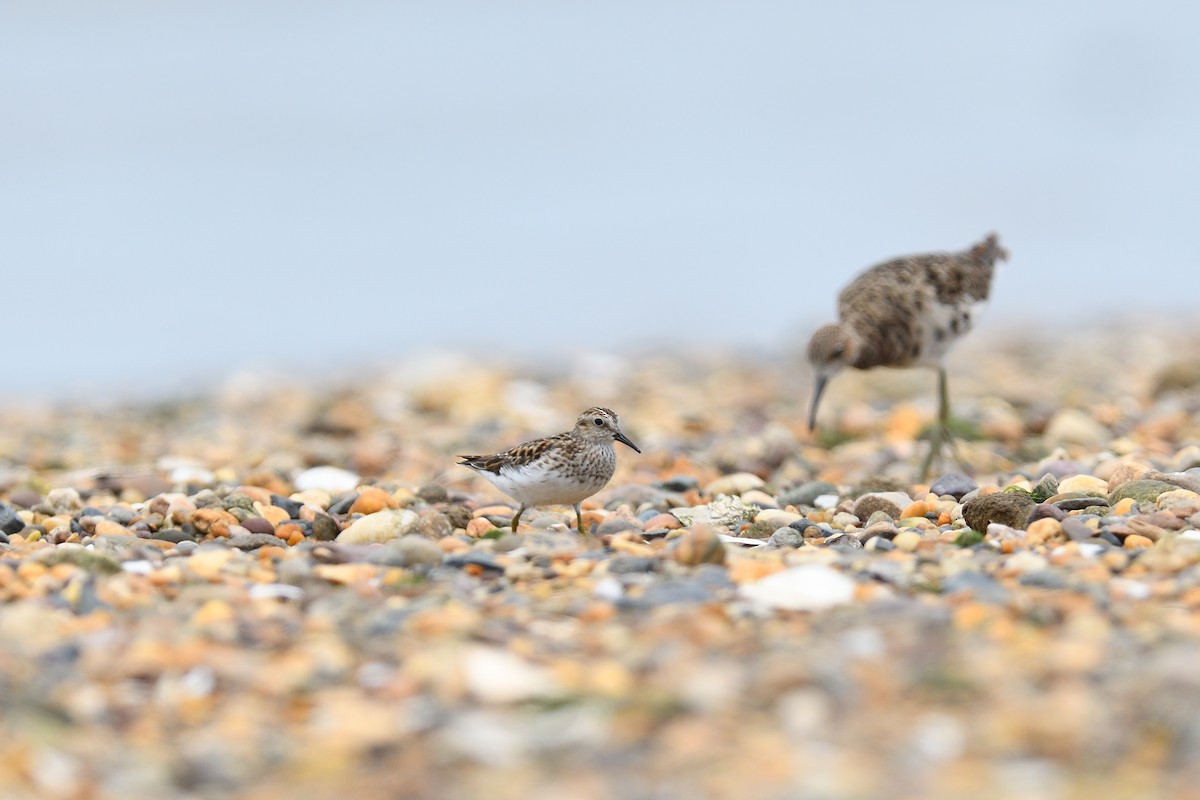 Least Sandpiper - terence zahner