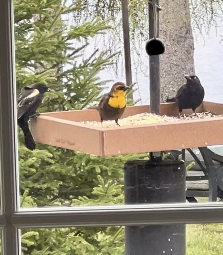 Yellow-headed Blackbird - Nadene Hunley-Johansen