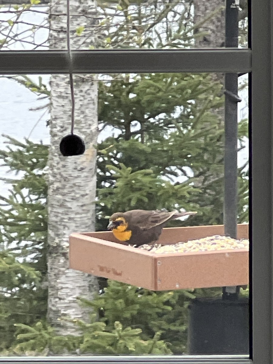 Yellow-headed Blackbird - Nadene Hunley-Johansen