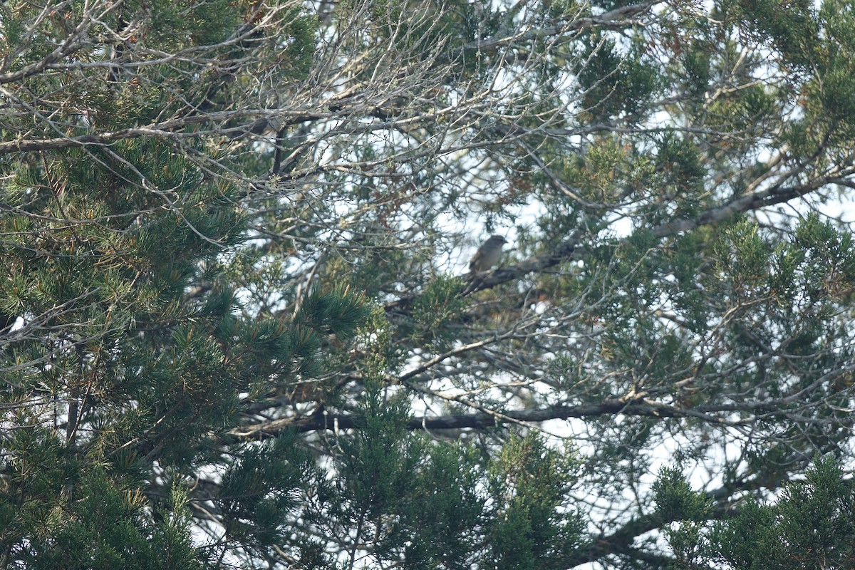 Rufous-crowned Sparrow - ML619669975