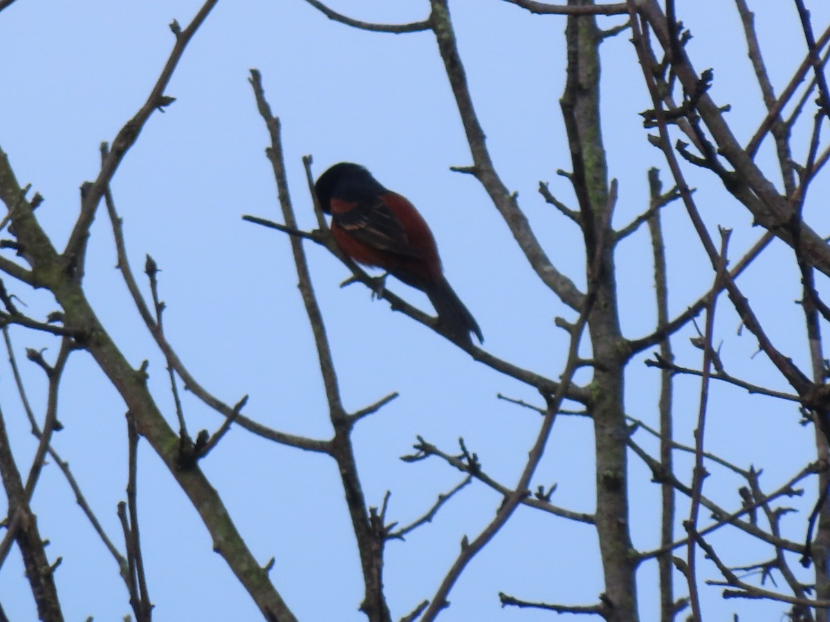 Orchard Oriole - Aarzu Maknojia