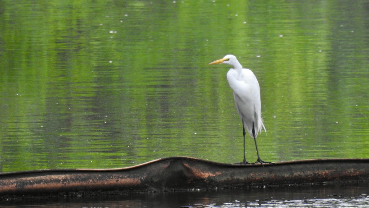 Great Egret - Keith Eric Costley