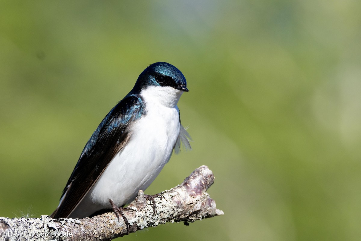 Tree Swallow - David McCorquodale