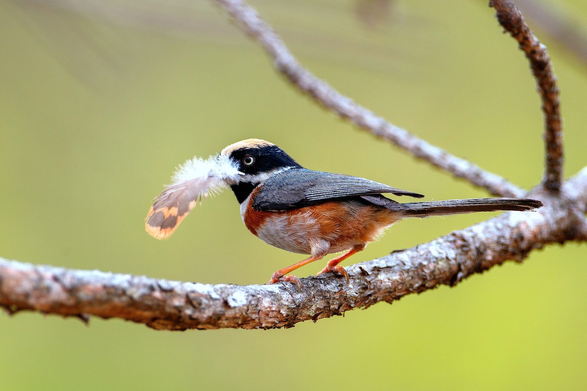 Black-throated Tit - ML619669987