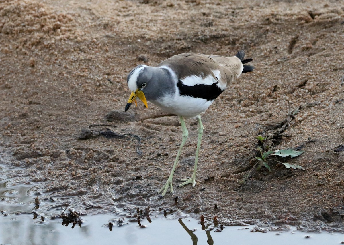 White-crowned Lapwing - ML619669992