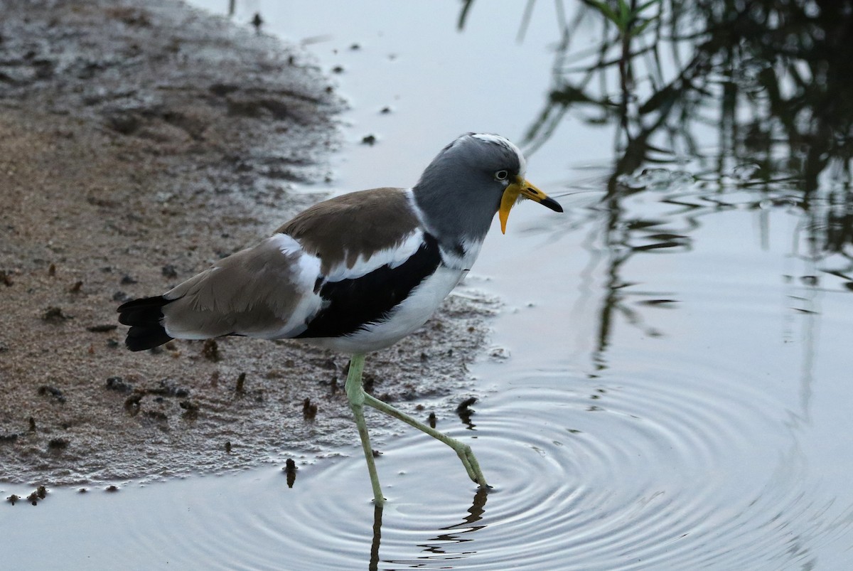 White-crowned Lapwing - ML619669993