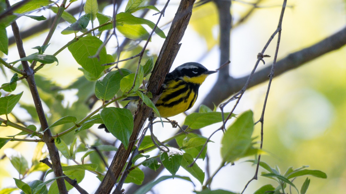 Magnolia Warbler - Edward Lewis