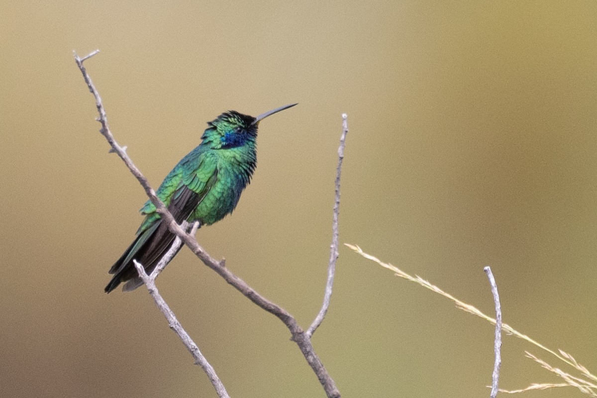 fiolørekolibri - ML619670003