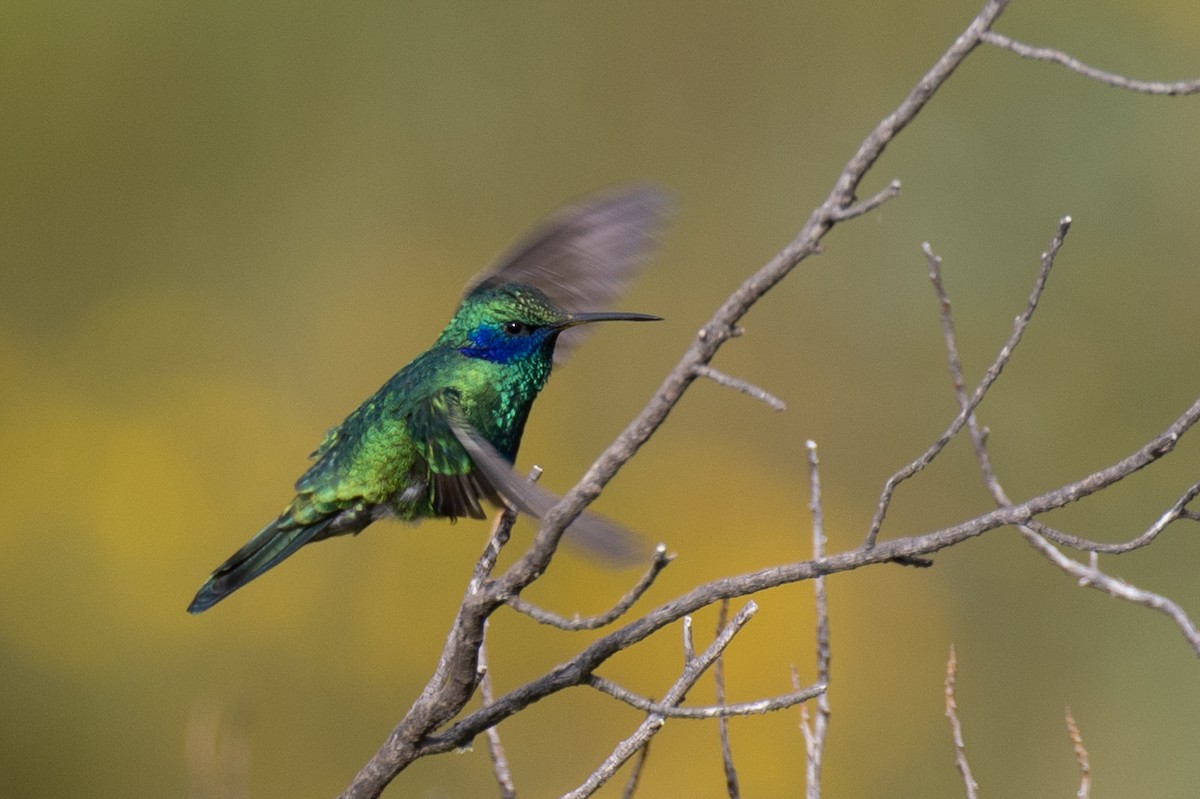 kolibřík modrolící - ML619670004
