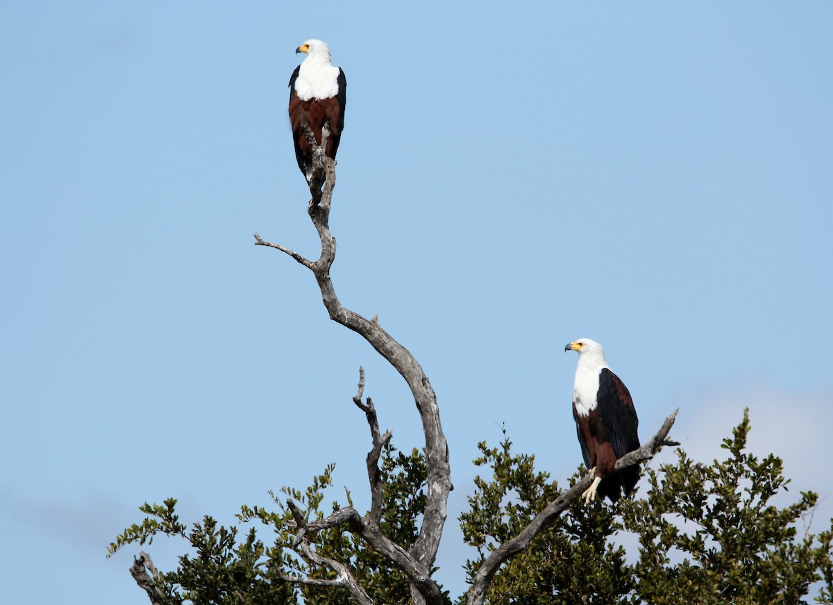 African Fish-Eagle - Paul Lenrumé