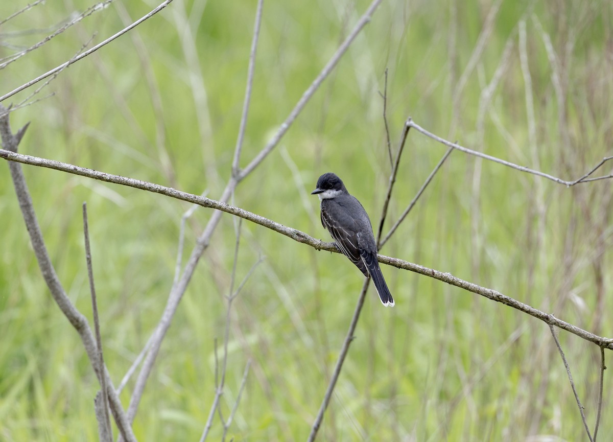 Eastern Kingbird - Lonny Garris