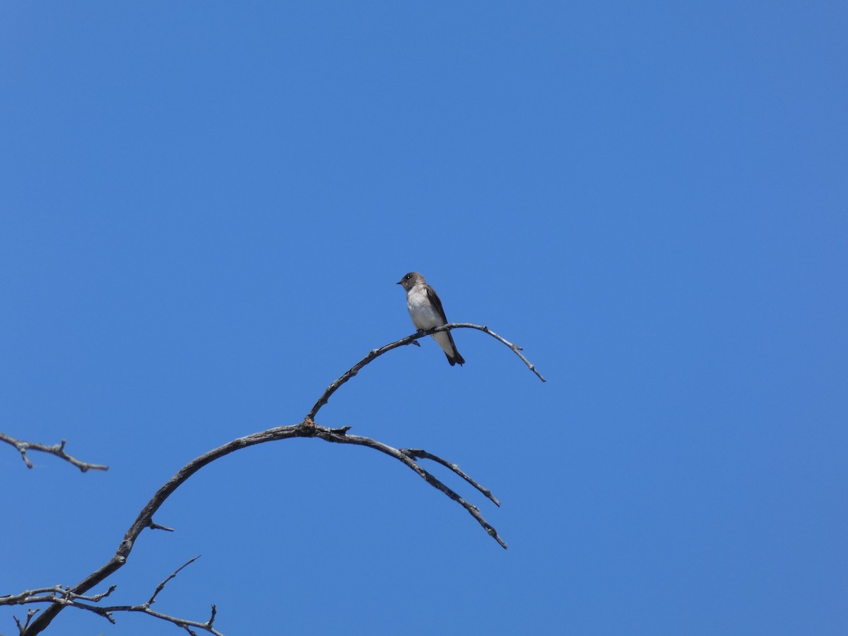 Hirondelle à ailes hérissées - ML619670055