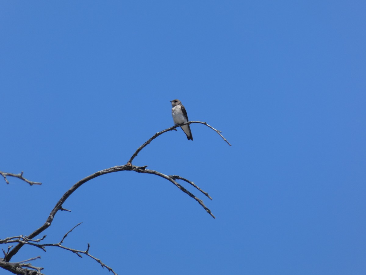 Hirondelle à ailes hérissées - ML619670073