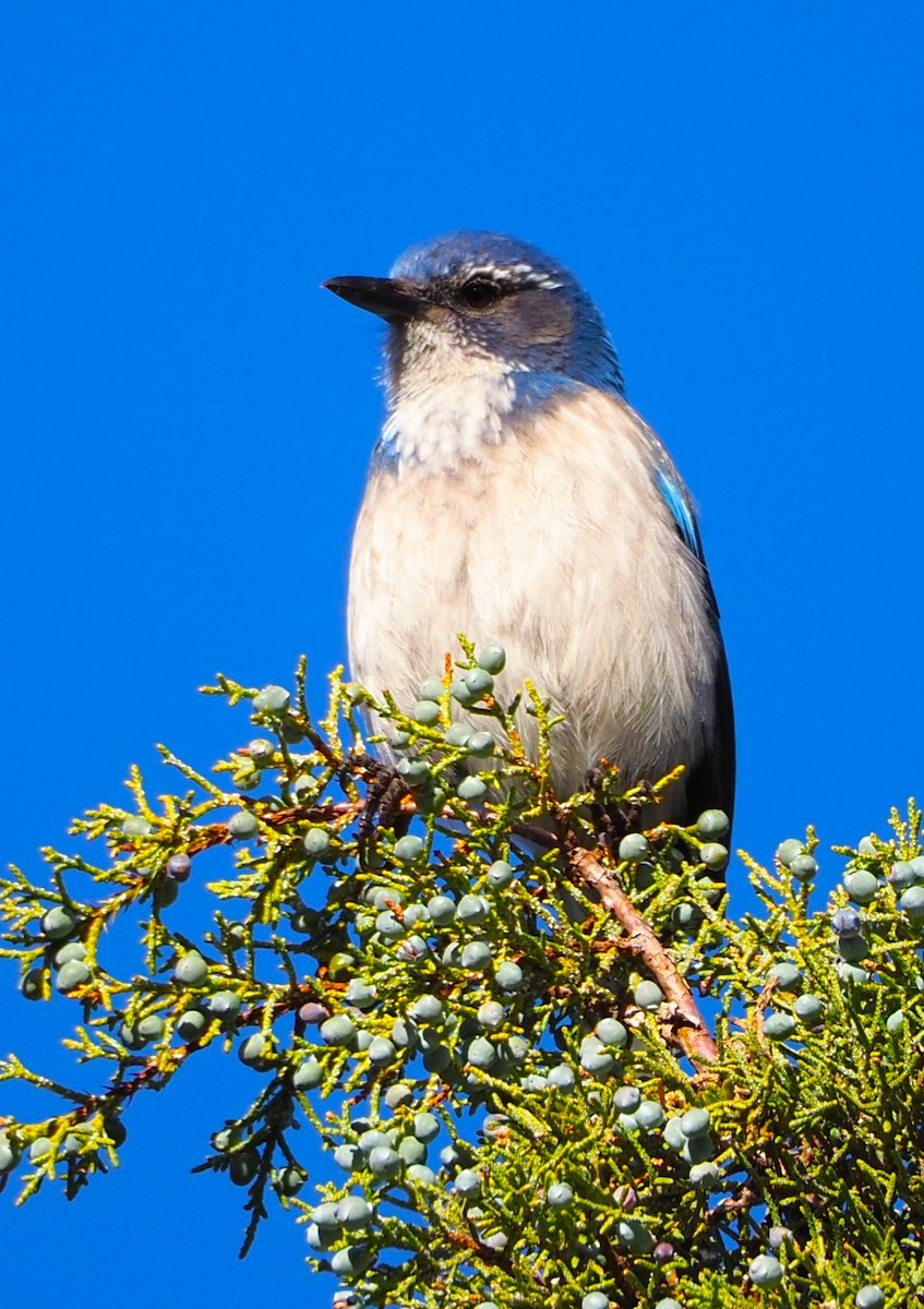 California Scrub-Jay - Dick Cartwright