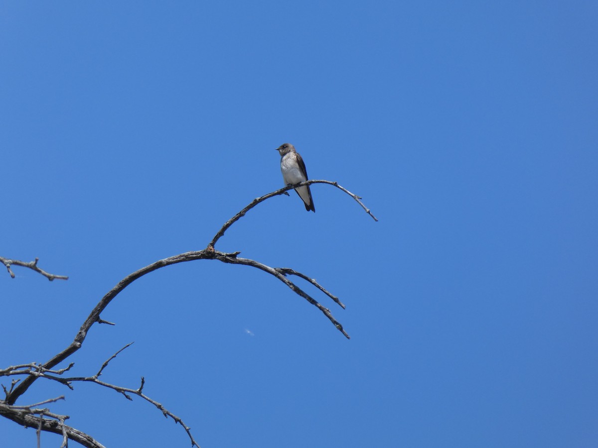 Northern Rough-winged Swallow - Matt Crisler