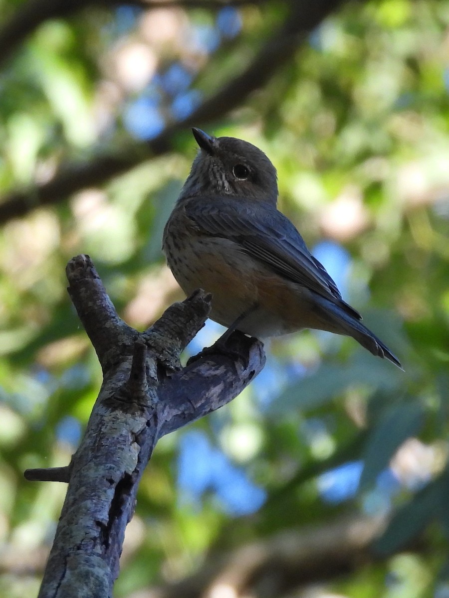 Rufous Whistler - Tris Allinson