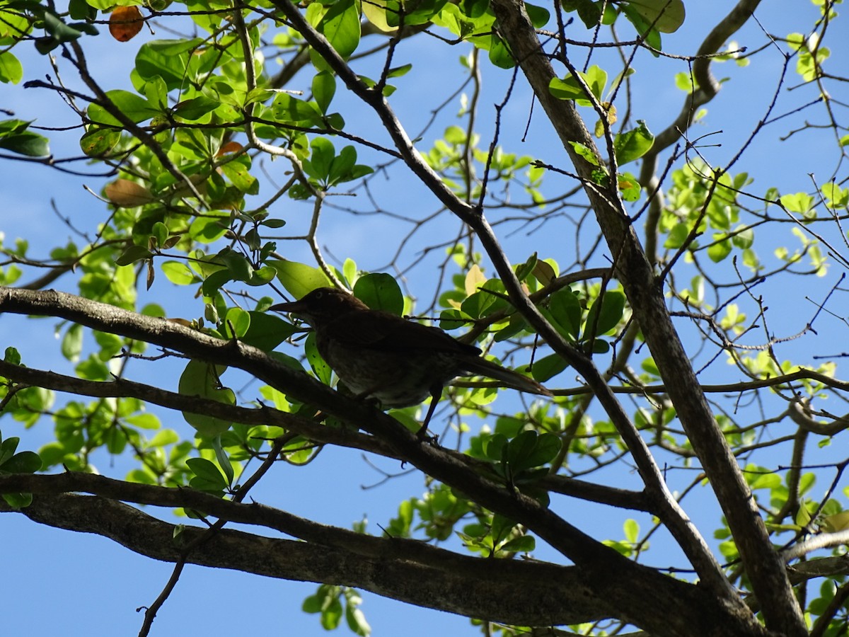 Pearly-eyed Thrasher - Sandra Moroney