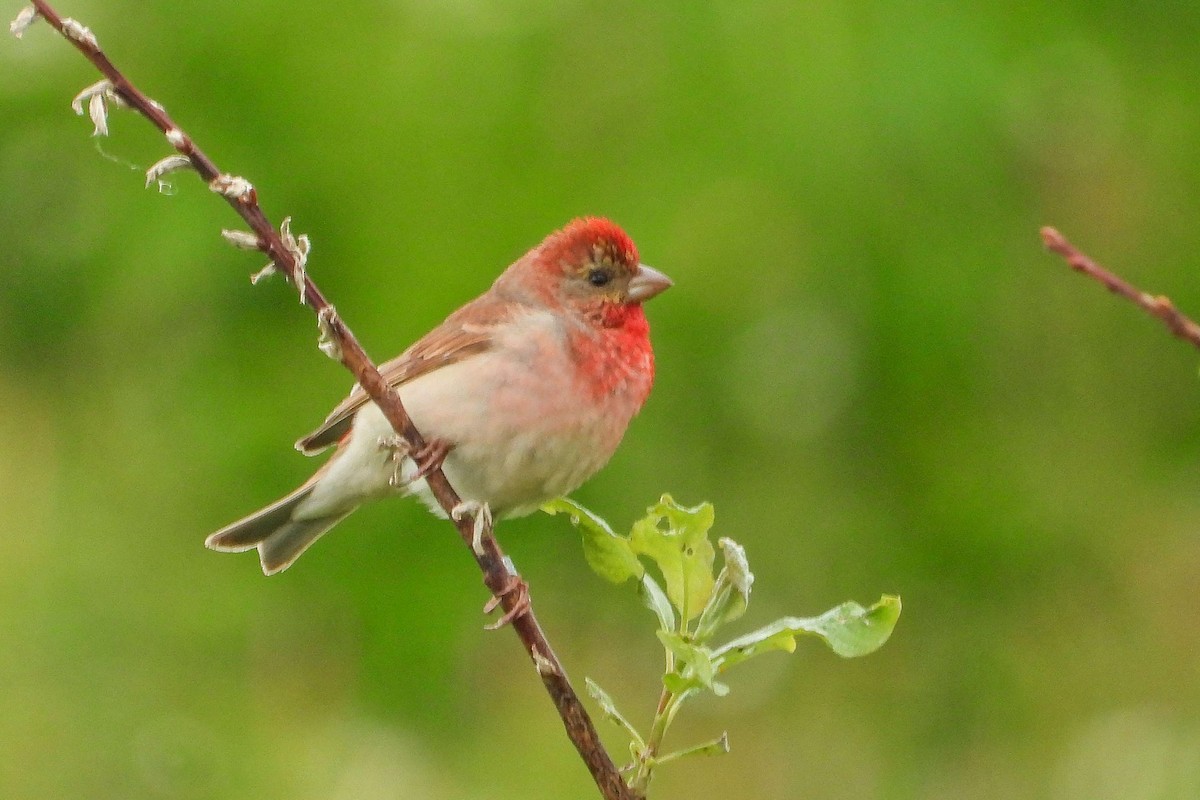 Common Rosefinch - Vladislav Železný