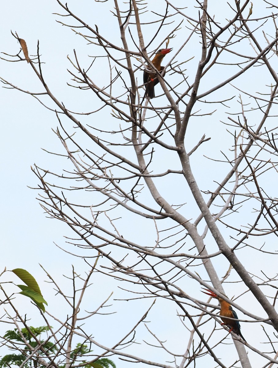 Stork-billed Kingfisher - 芳色 林