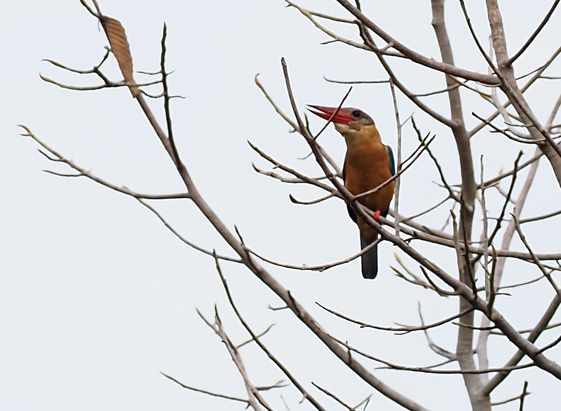 Stork-billed Kingfisher - ML619670088