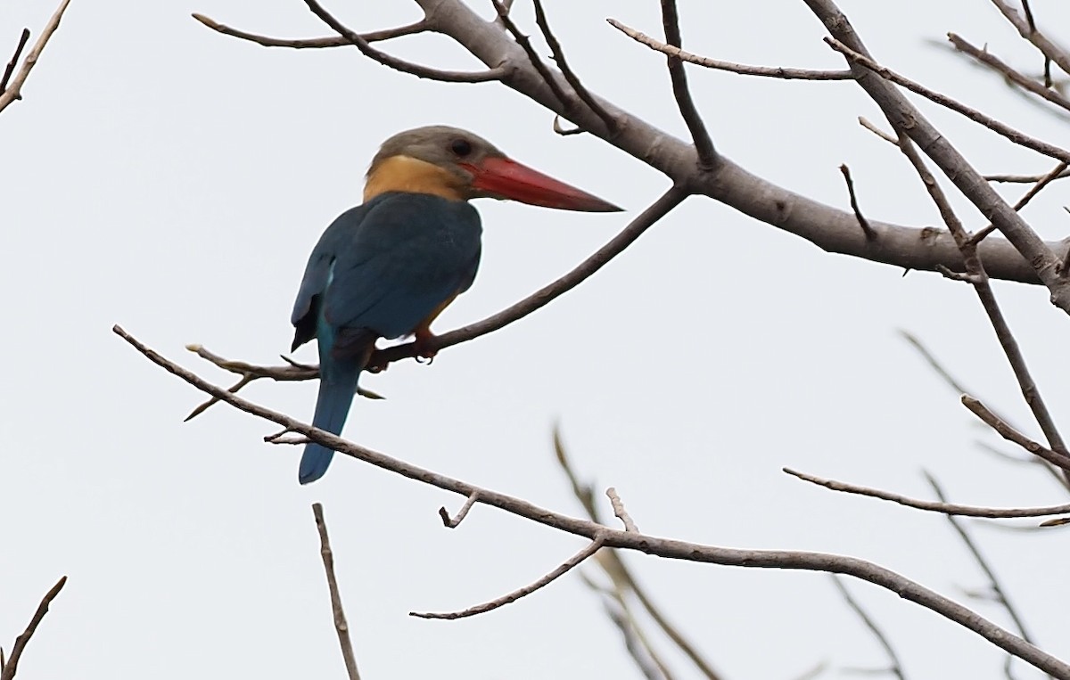 Stork-billed Kingfisher - ML619670091