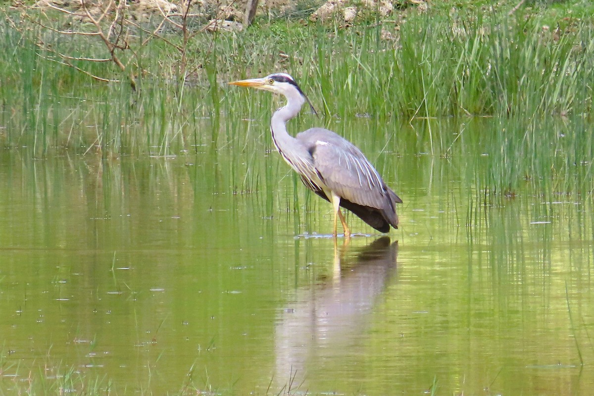 Gray Heron - ML619670094