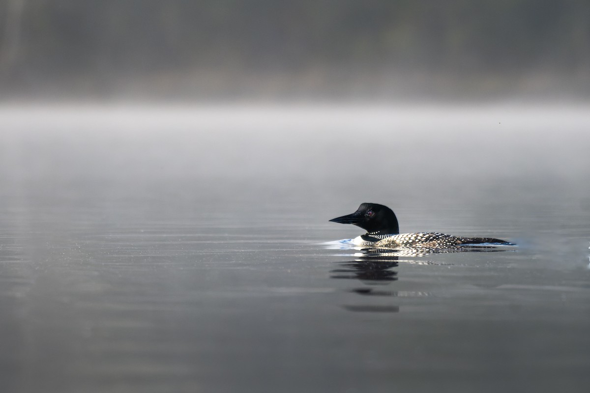 Common Loon - Ulysse Brault-Champion