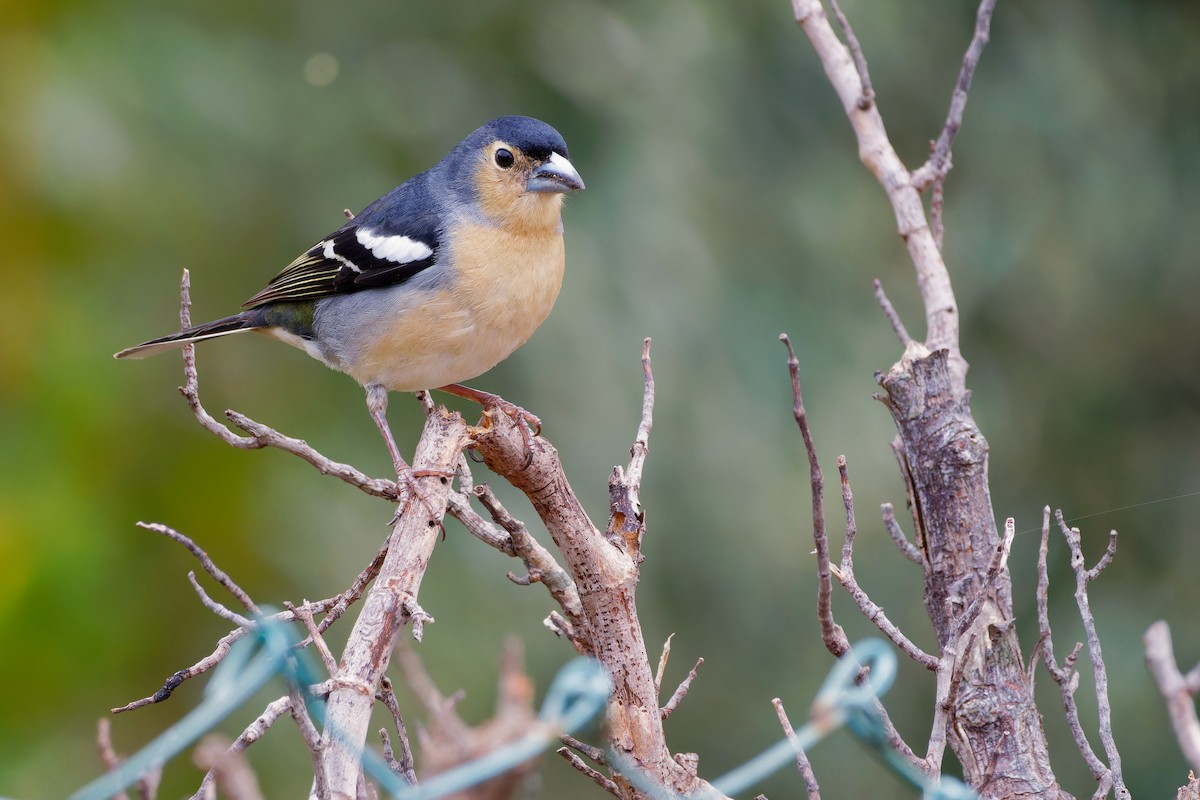 Canary Islands Chaffinch - Avihu Nussbaum